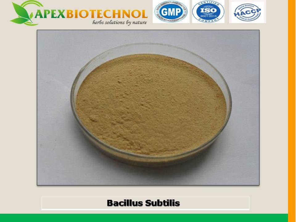 Bacillus subtilis